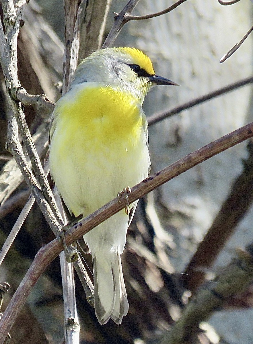 Golden-winged x Blue-winged Warbler (hybrid) - ML643297265