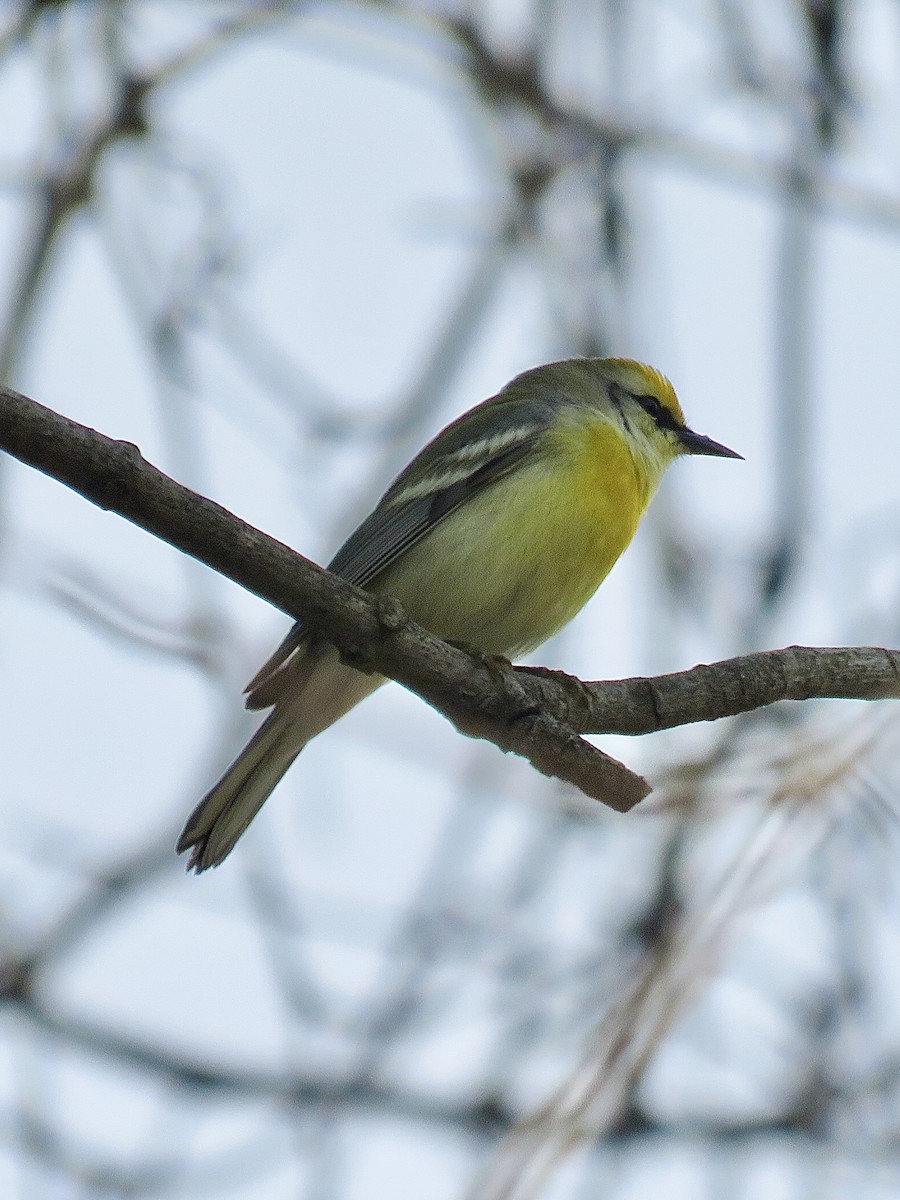Golden-winged x Blue-winged Warbler (hybrid) - ML643297266