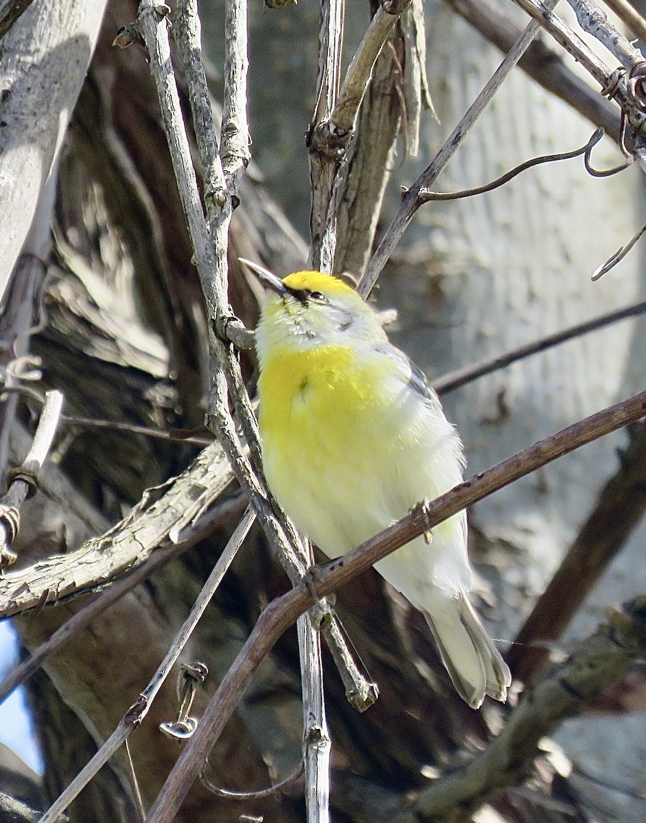 Golden-winged x Blue-winged Warbler (hybrid) - ML643297267