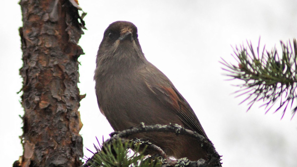 Siberian Jay - ML643297273