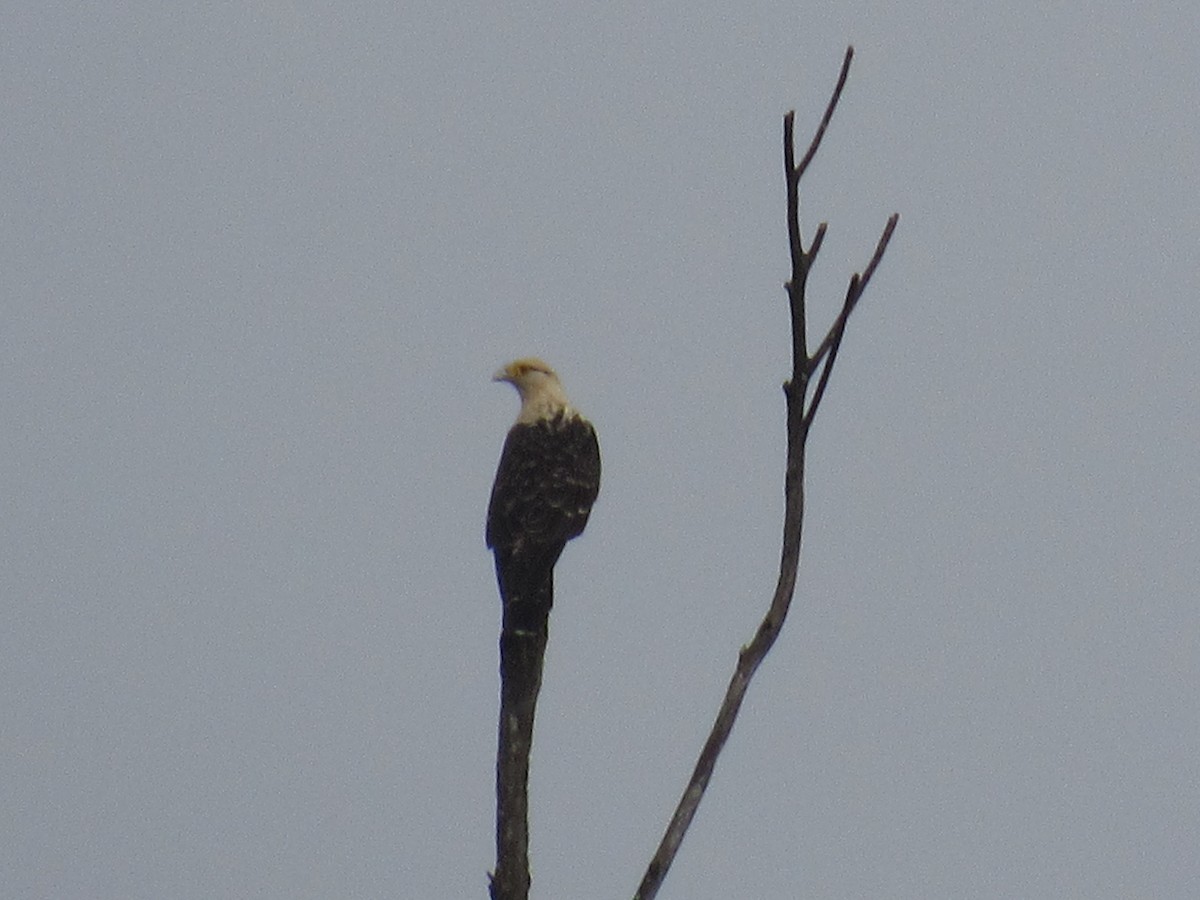 Yellow-headed Caracara - ML643297278