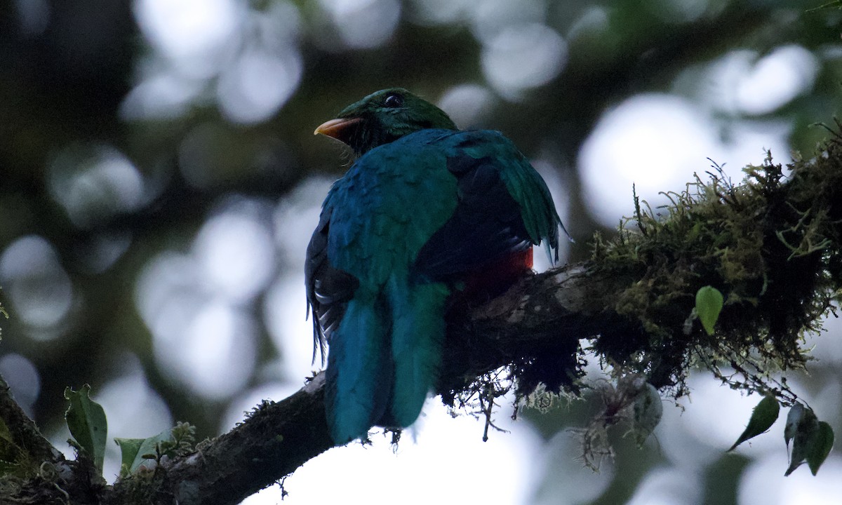Golden-headed Quetzal - ML643297283