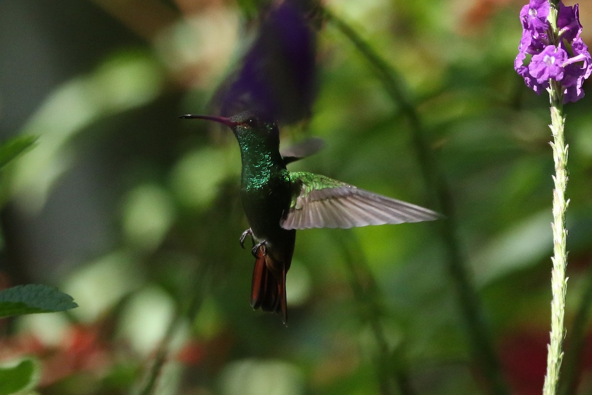 Rufous-tailed Hummingbird - ML643297286