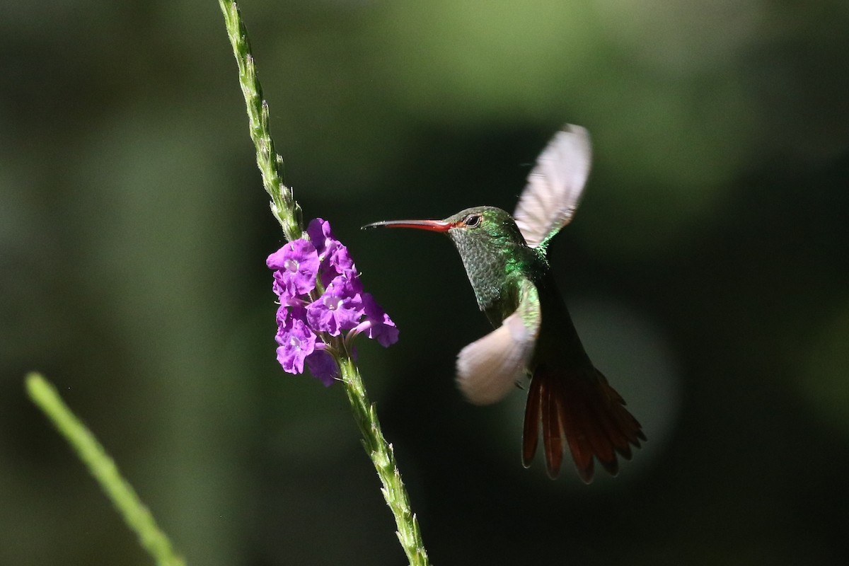 Rufous-tailed Hummingbird - ML643297288