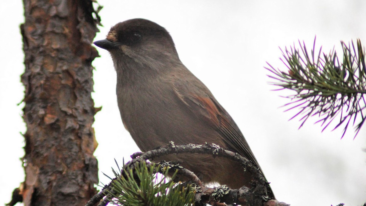 Siberian Jay - ML643297290
