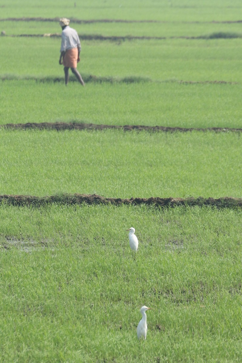 Eastern Cattle-Egret - ML643297304