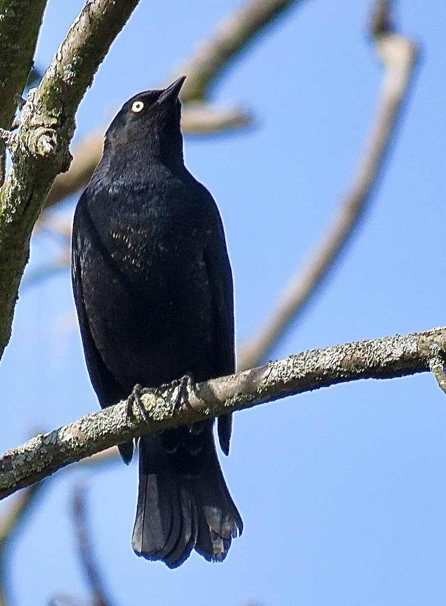 Rusty Blackbird - ML643297309