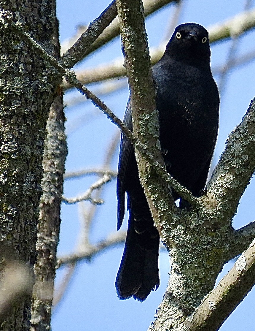 Rusty Blackbird - ML643297310