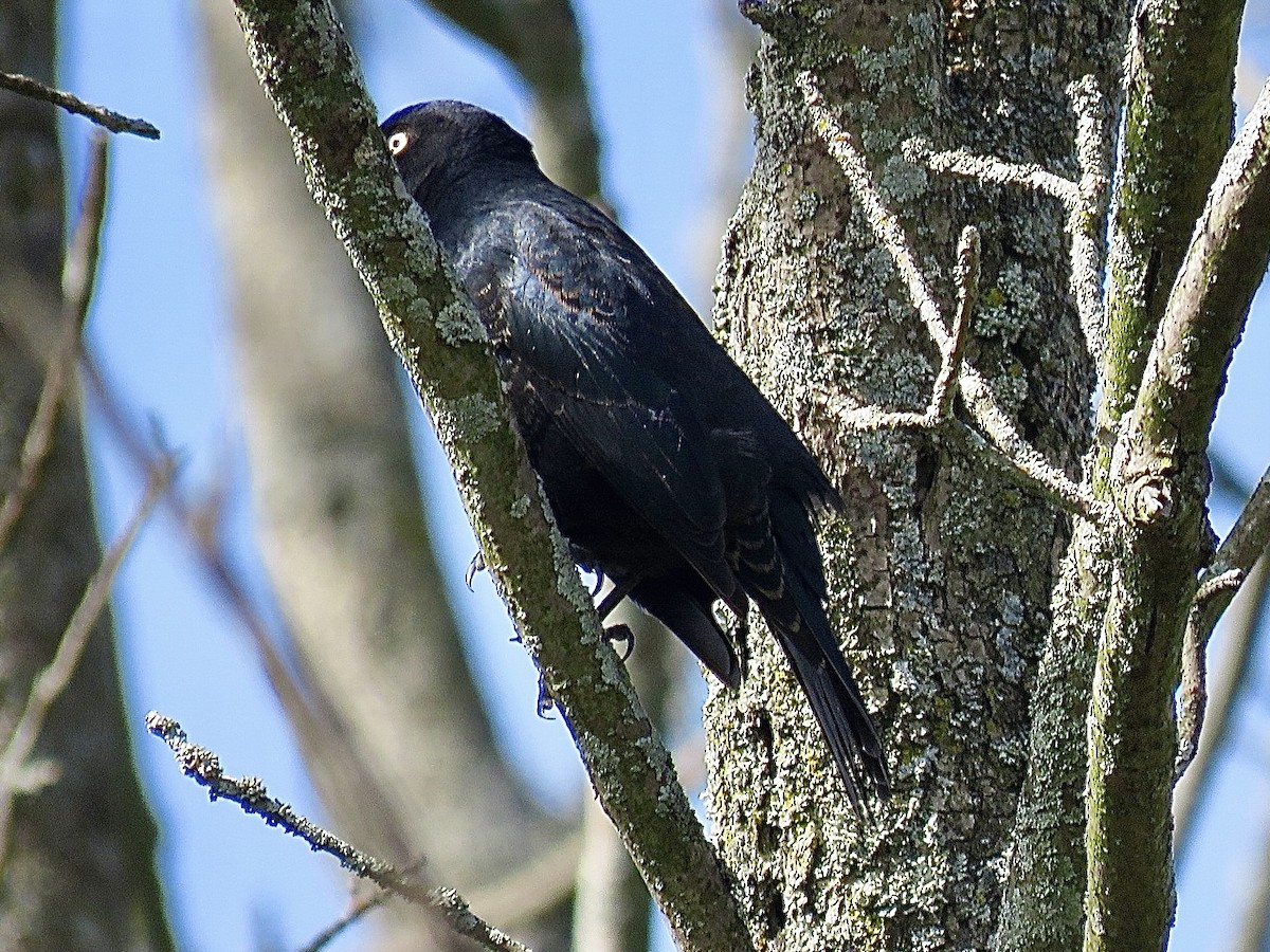 Rusty Blackbird - ML643297311