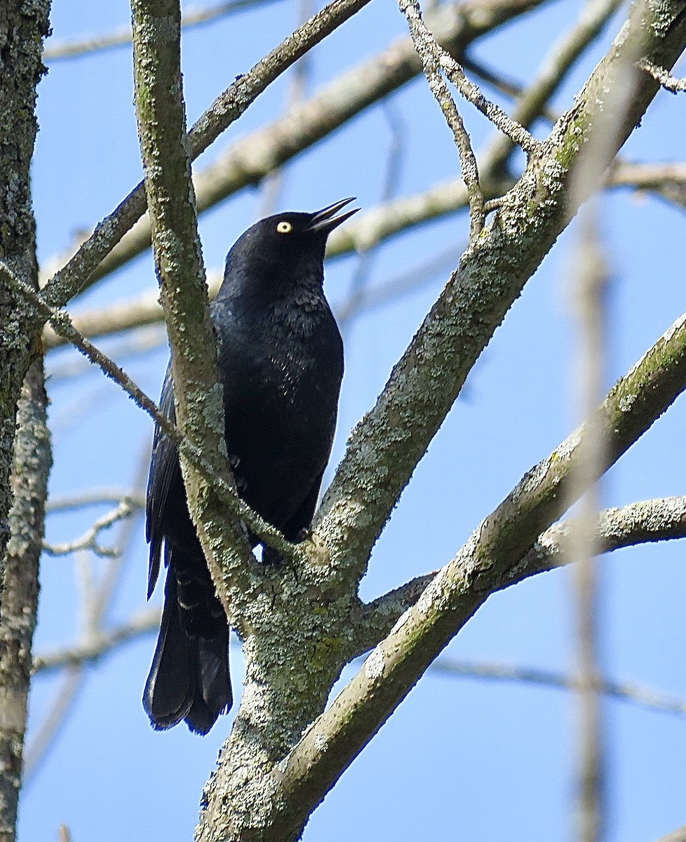 Rusty Blackbird - ML643297312