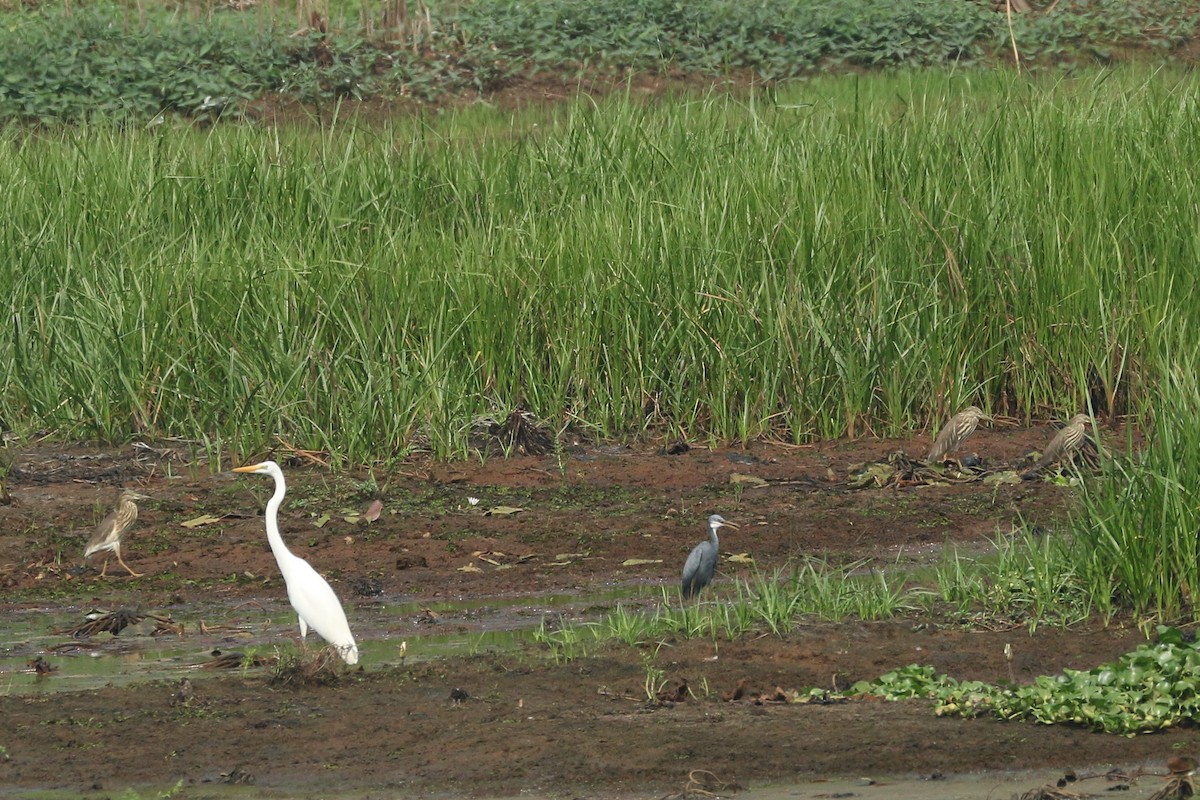 Western Reef-Heron - ML643297342