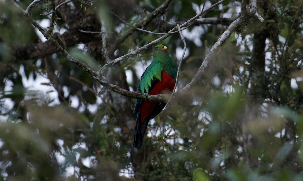 Golden-headed Quetzal - ML643297343