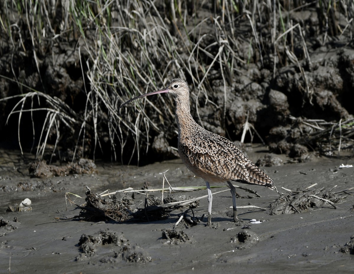 Long-billed Curlew - ML643297357