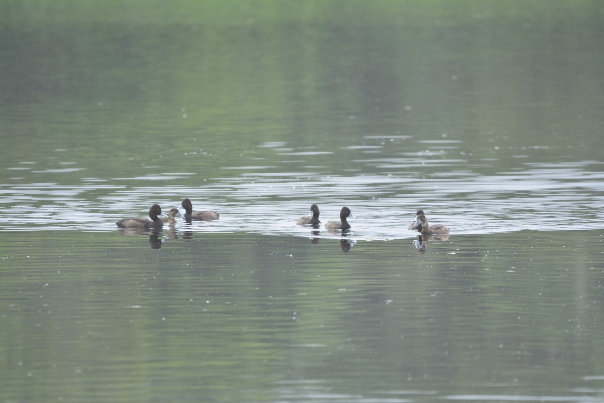 Southern Pochard - ML643297367