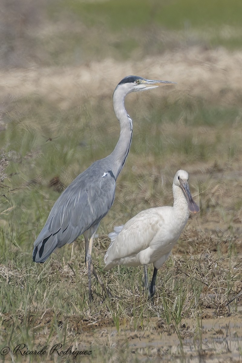 ヘラサギ - ML643297380