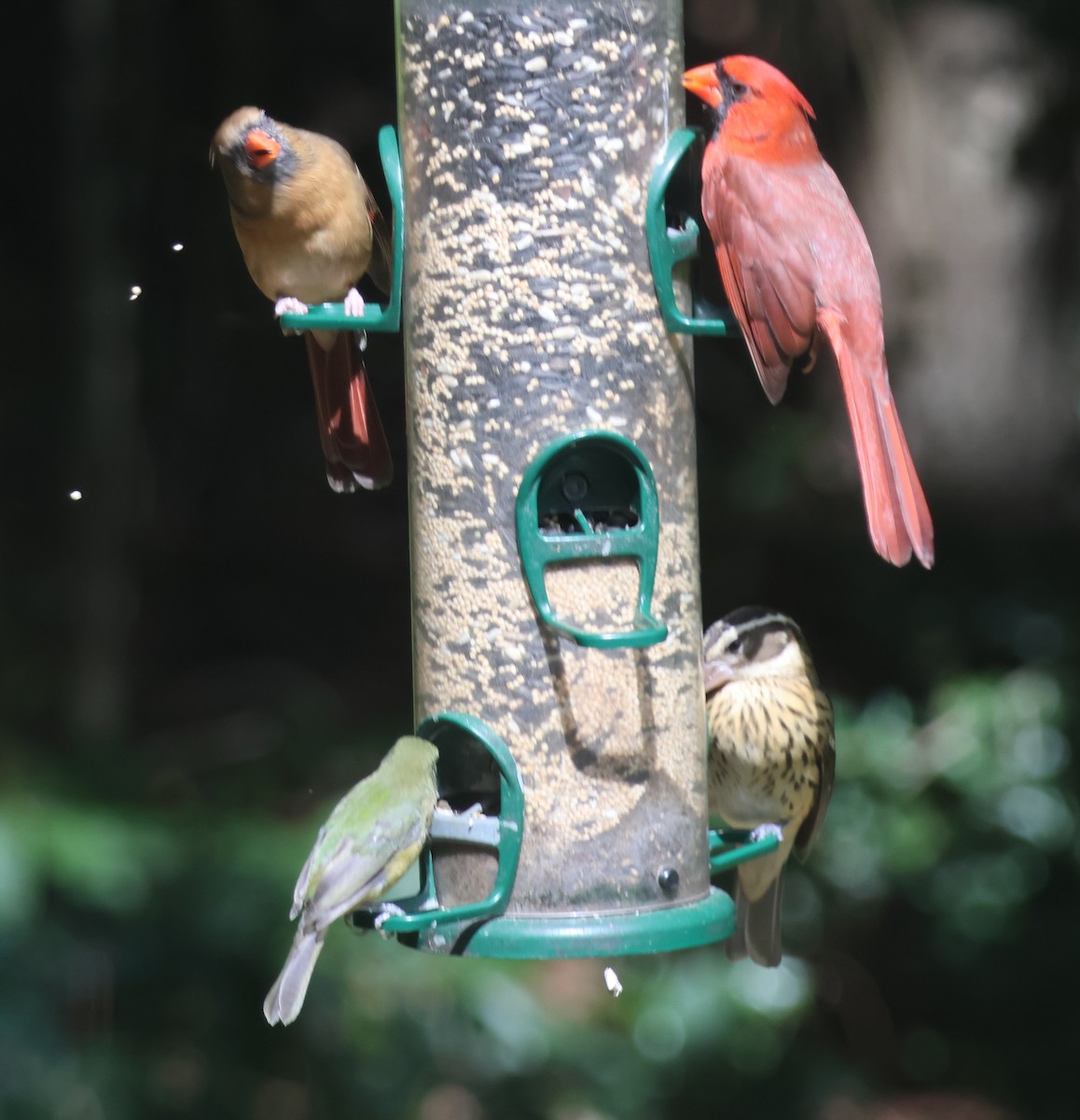 Rose-breasted Grosbeak - ML643297397
