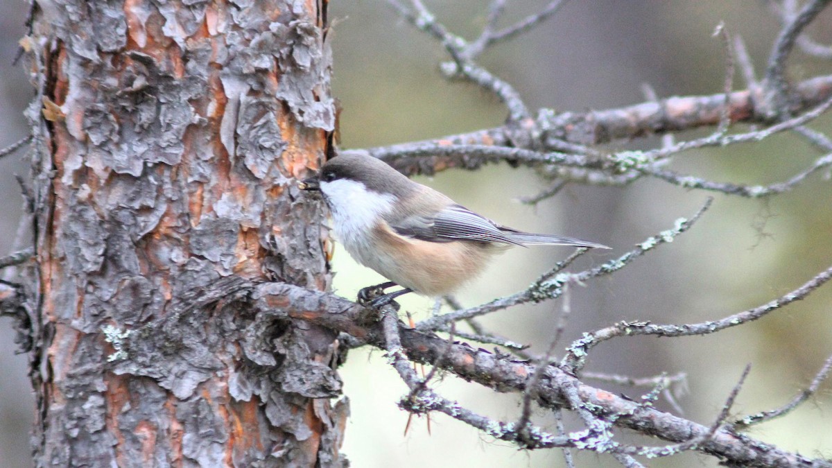 シベリアコガラ - ML643297412