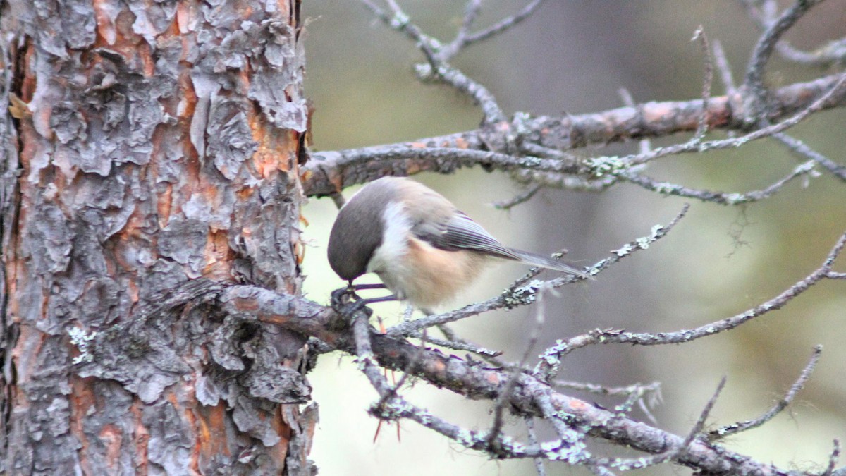 シベリアコガラ - ML643297413