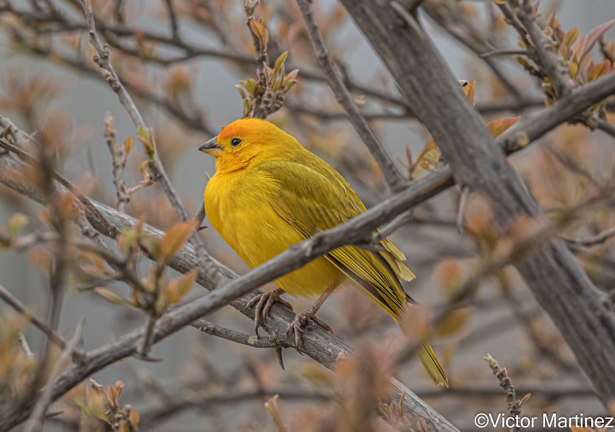 Saffron Finch - ML643297431
