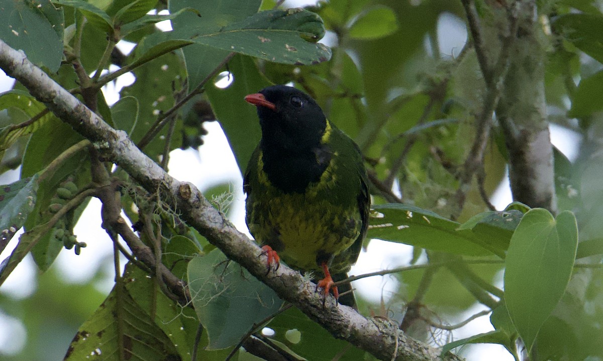 Cotinga vert et noir - ML643297432