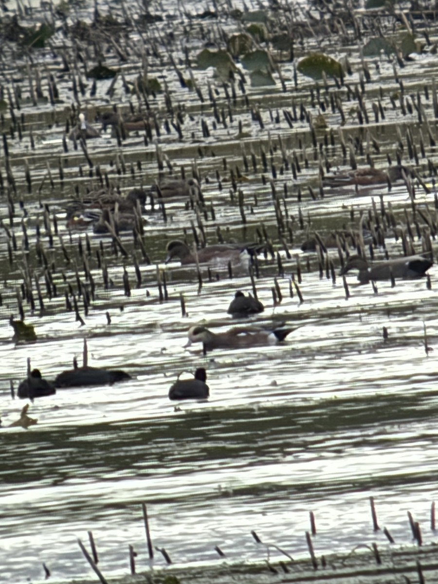 American Wigeon - ML643297444