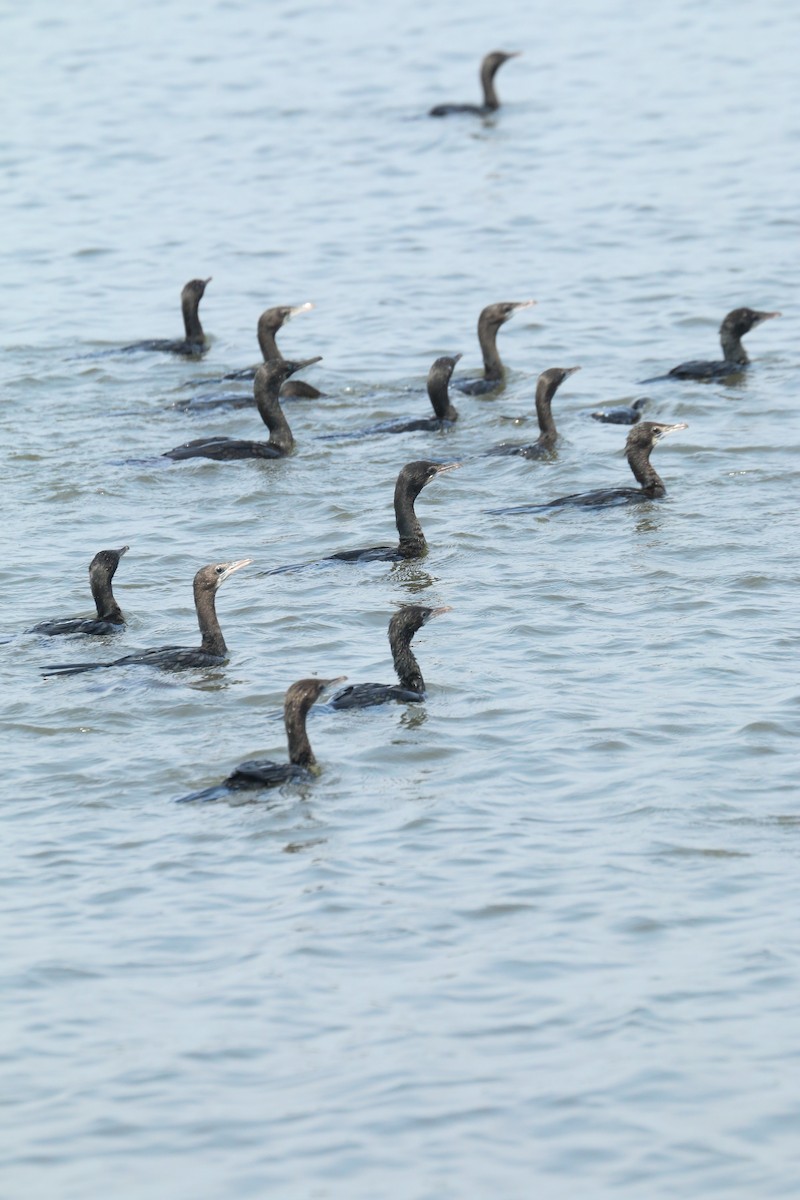 Indian Cormorant - ML643297445