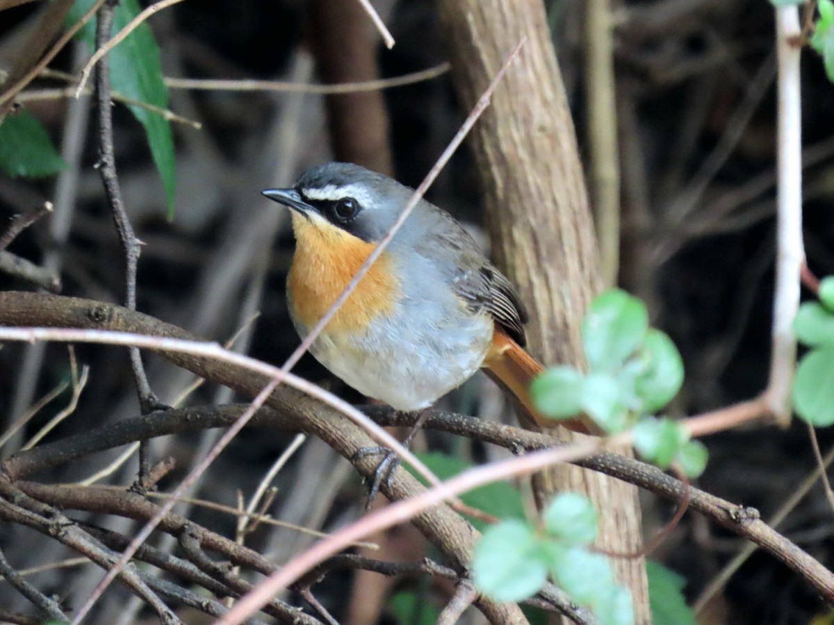 Cape Robin-Chat - ML643297454