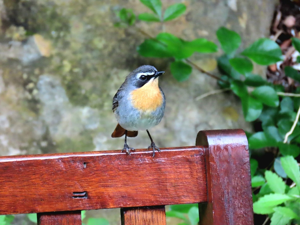 Cape Robin-Chat - ML643297455
