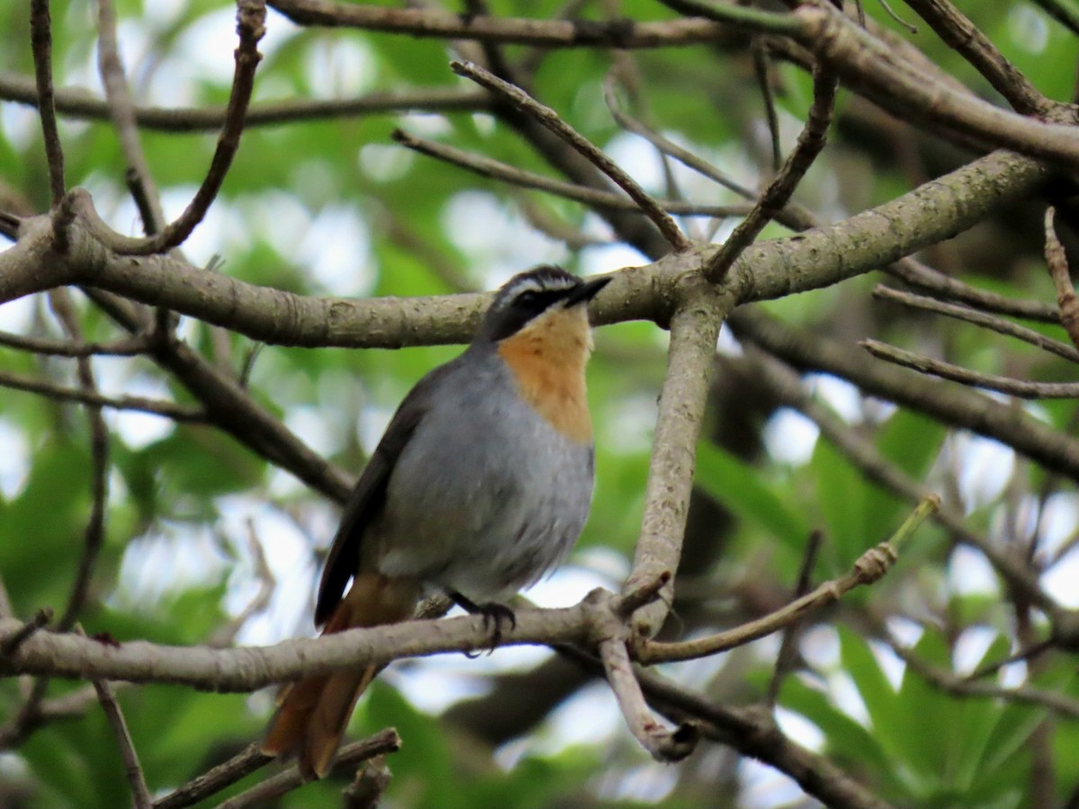 Cape Robin-Chat - ML643297456