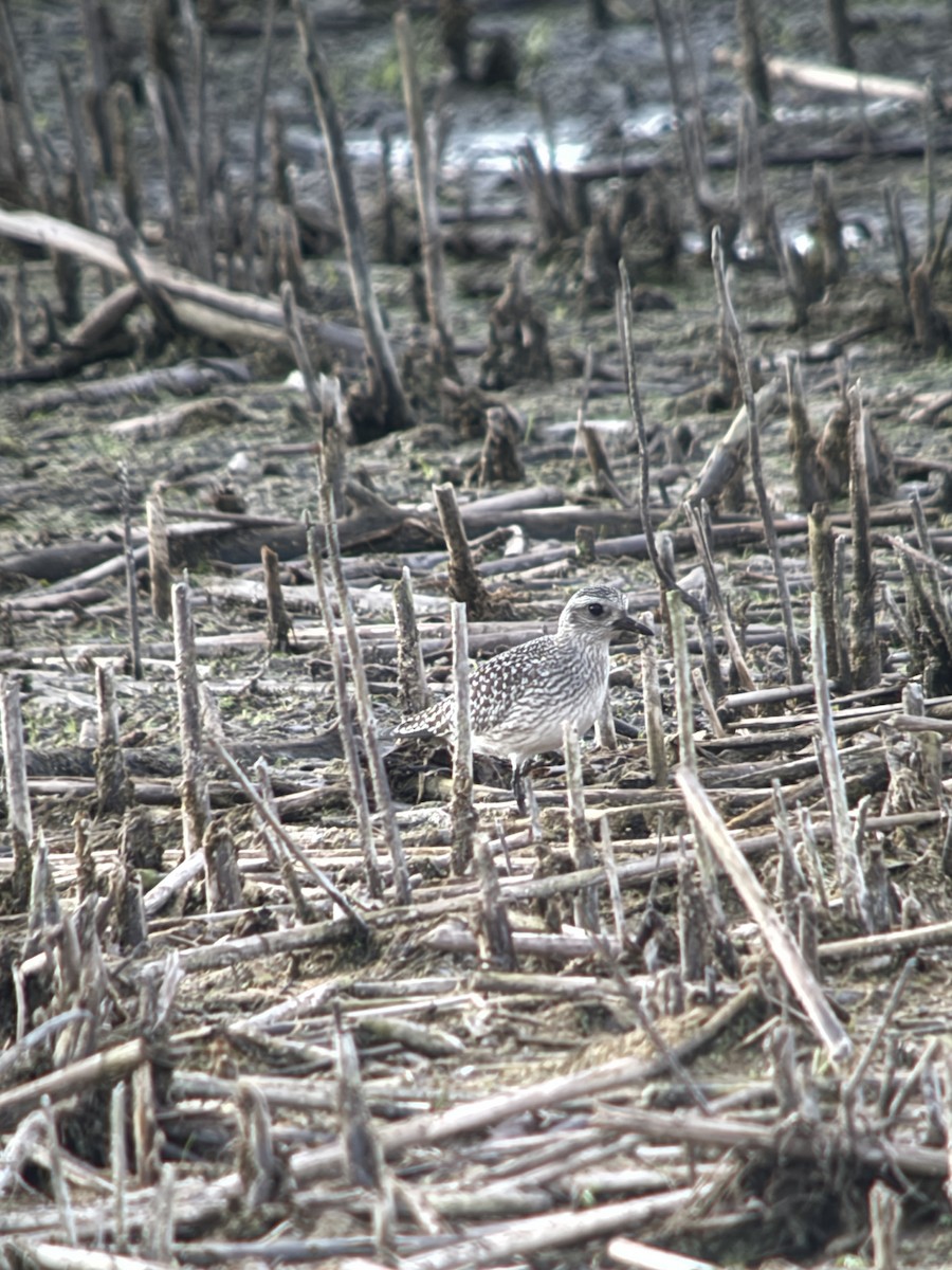 Black-bellied Plover - ML643297459