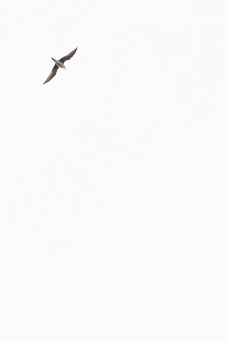 American Golden-Plover - ML643297460