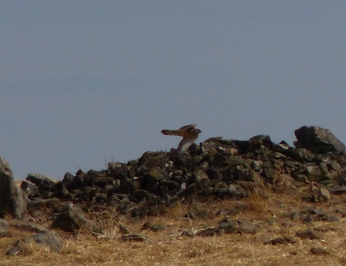 dřemlík tundrový - ML643297496