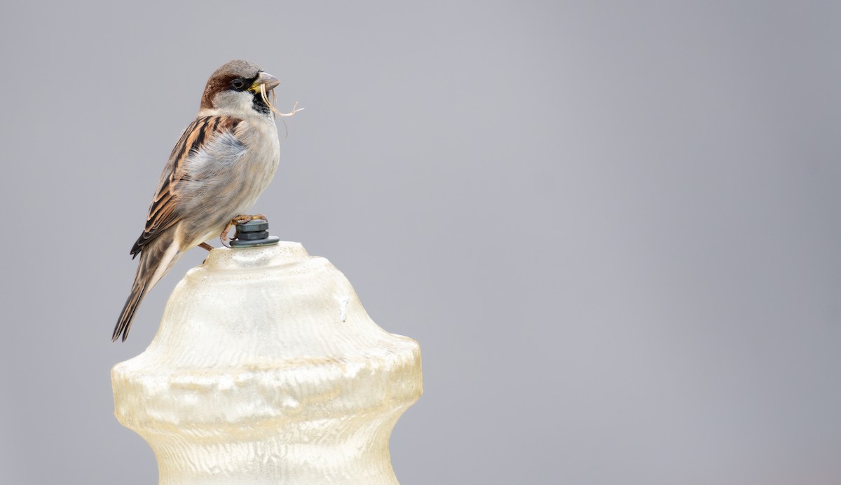House Sparrow - ML643297499