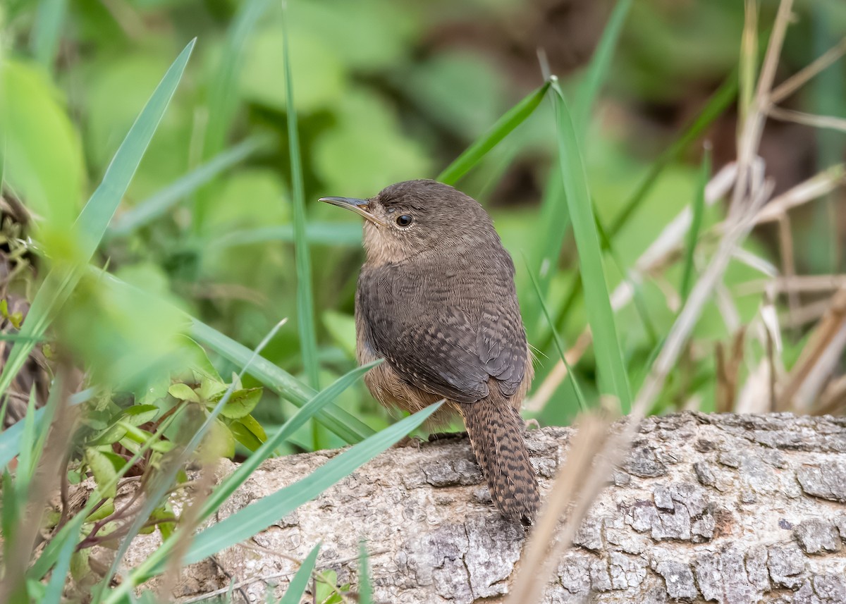 Southern House Wren - ML643297504