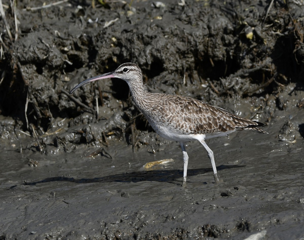 Hudsonian Whimbrel - ML643297513