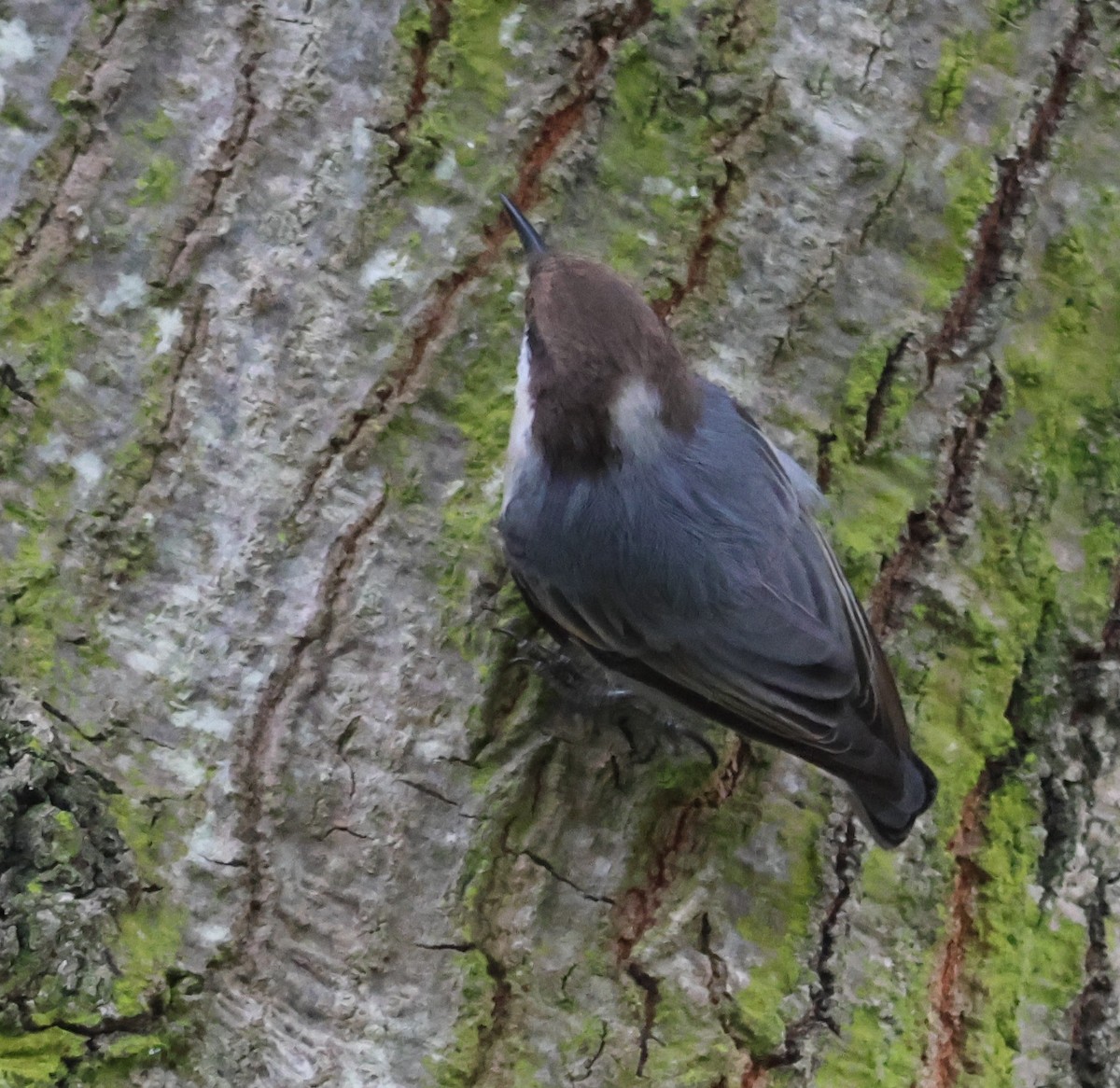 Brown-headed Nuthatch - ML643297517