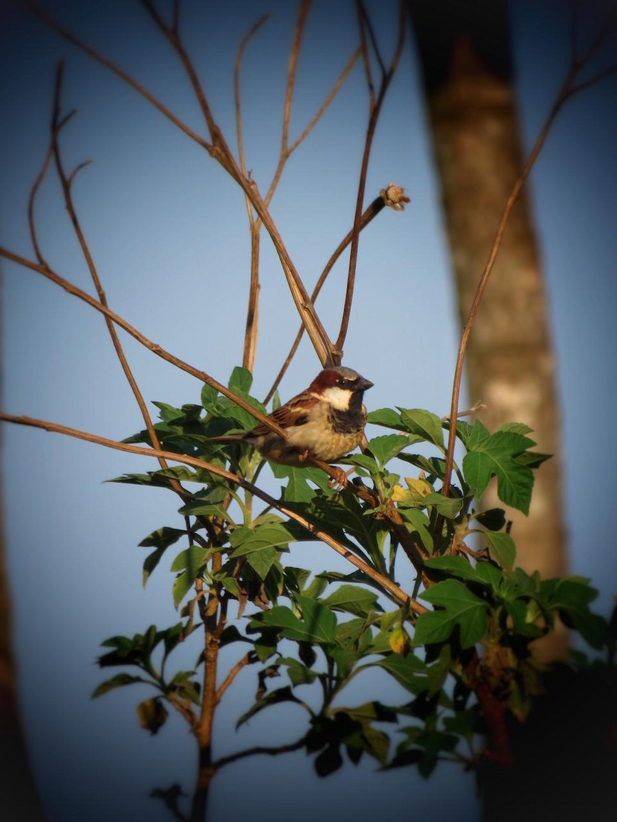 House Sparrow - ML643297518