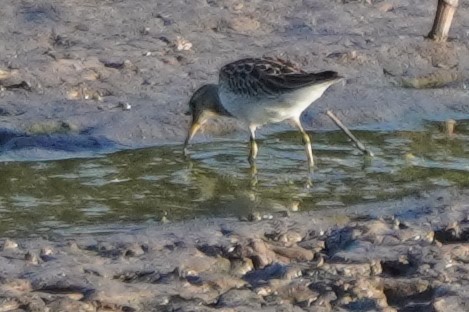 Pectoral Sandpiper - ML643297525