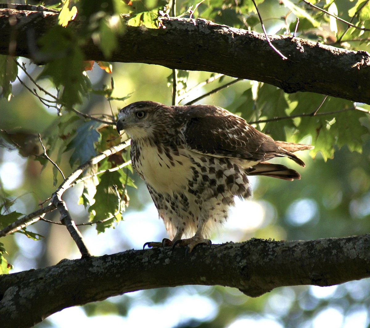 Red-tailed Hawk (borealis) - ML643297526