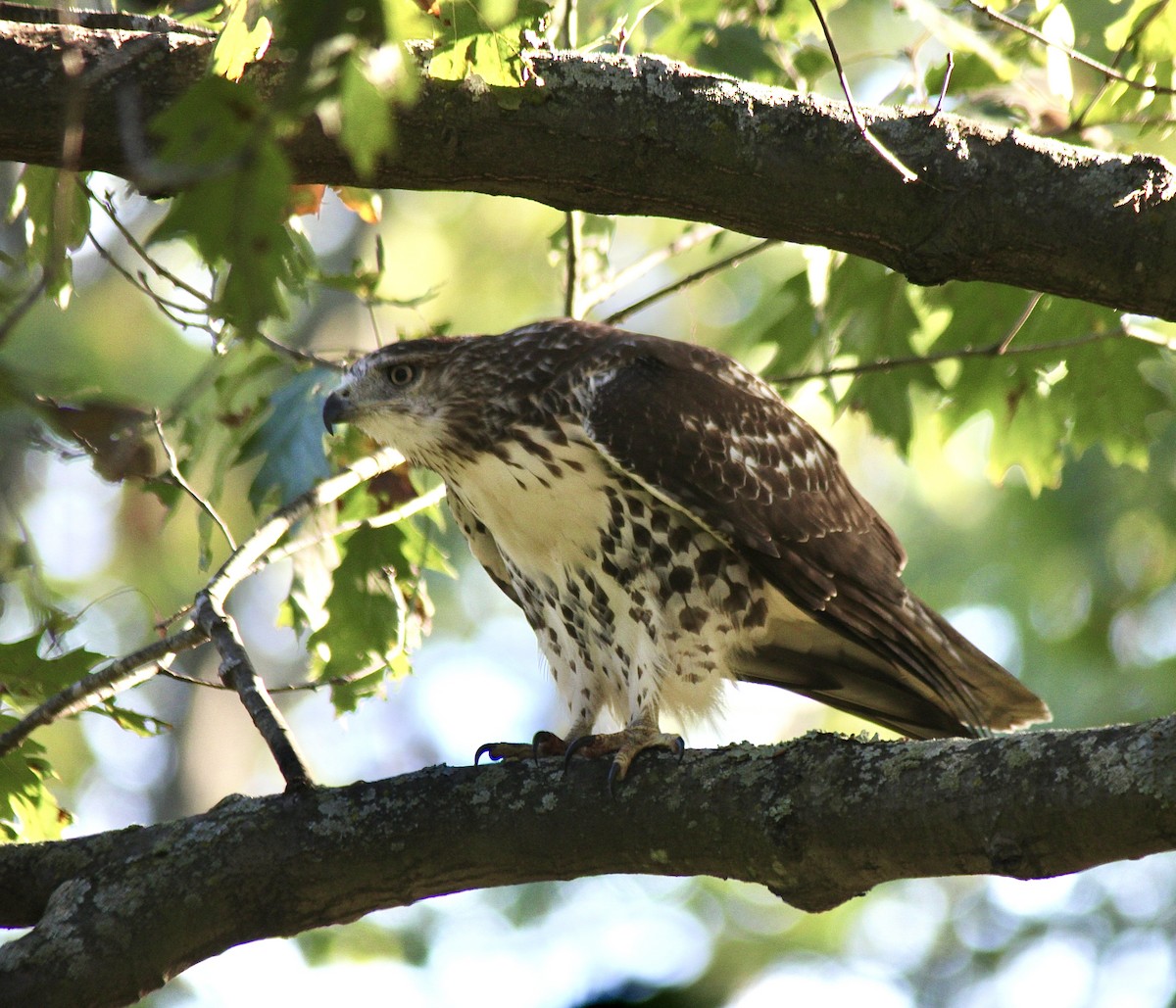 Red-tailed Hawk (borealis) - ML643297527