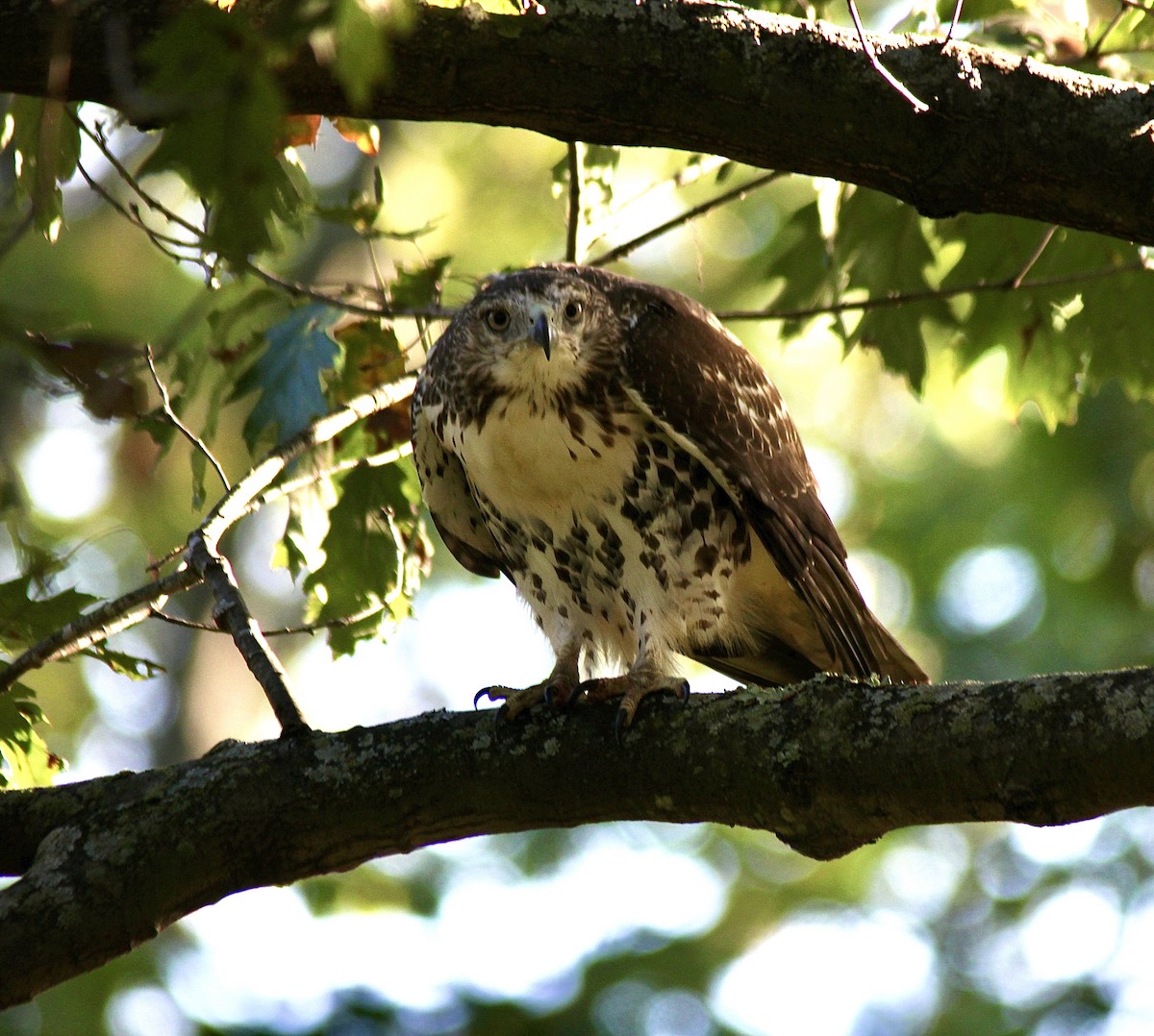 Red-tailed Hawk (borealis) - ML643297528