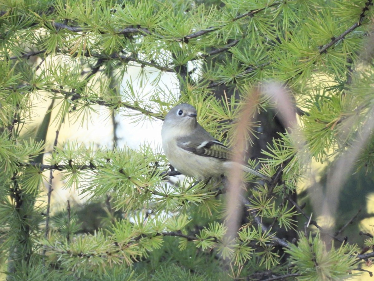 Ruby-crowned Kinglet - ML643297529