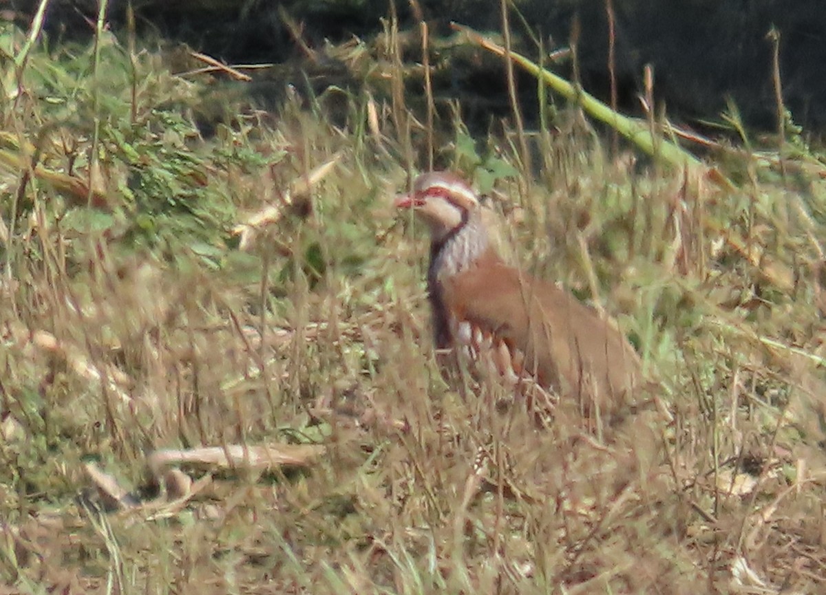 Red-legged Partridge - ML643297530