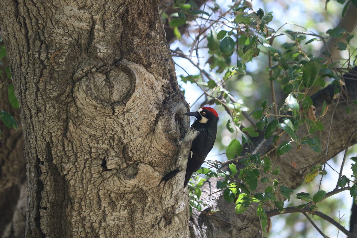 Acorn Woodpecker - ML643297532