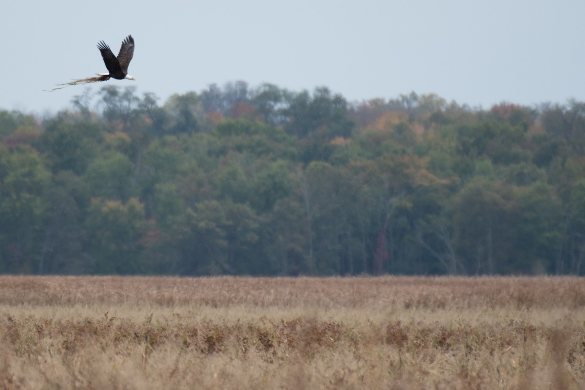 Bald Eagle - ML643297536