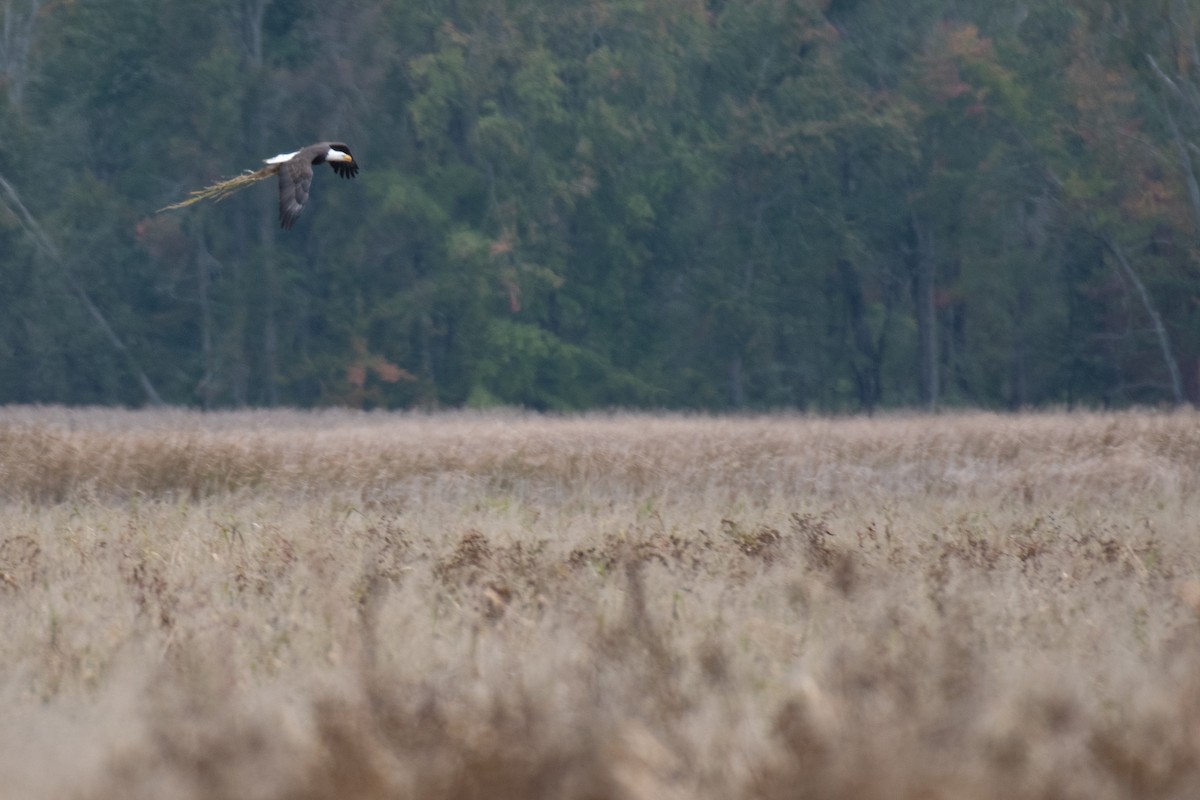 Bald Eagle - ML643297537