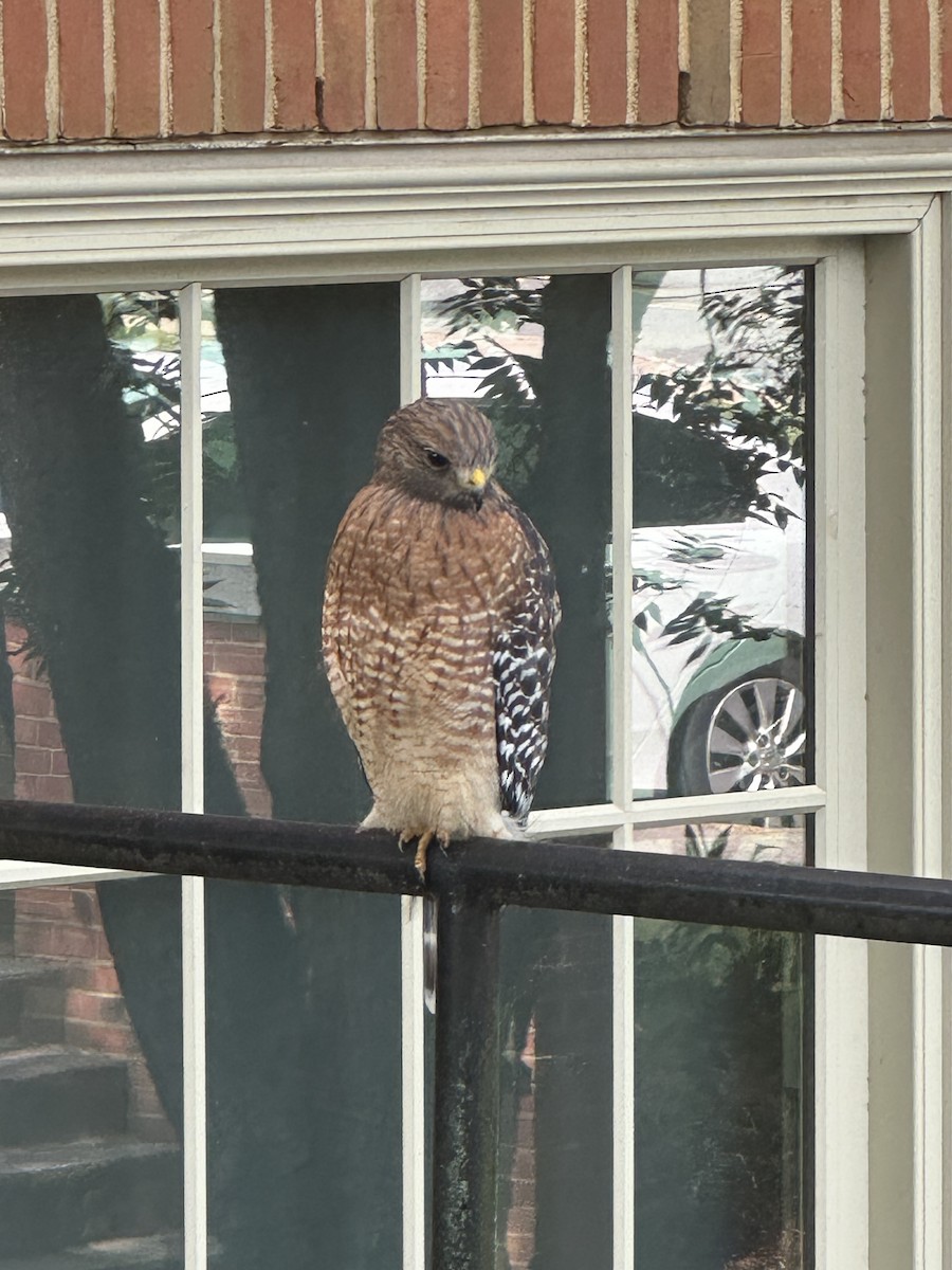 Red-shouldered Hawk - ML643297538