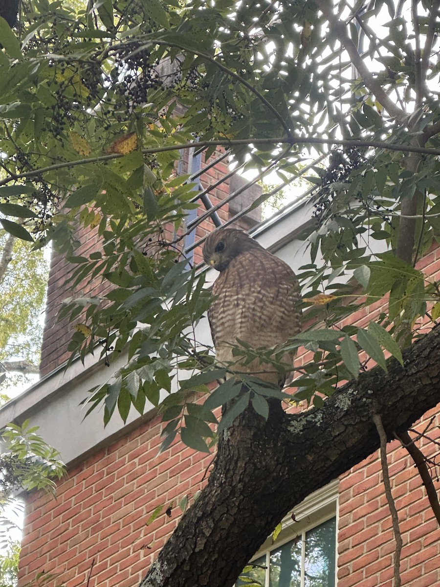 Red-shouldered Hawk - ML643297539