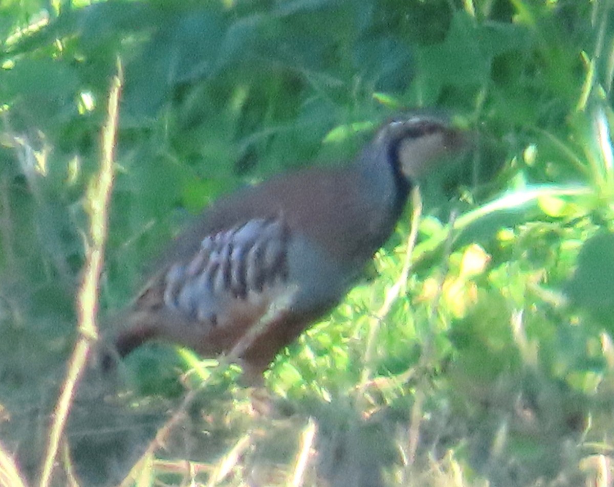 Red-legged Partridge - ML643297541