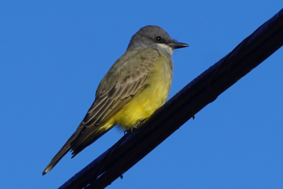 Cassin's Kingbird - ML643297542
